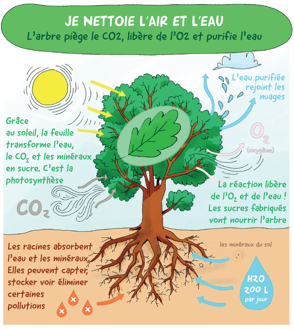 Programme l'Arbre à l'École